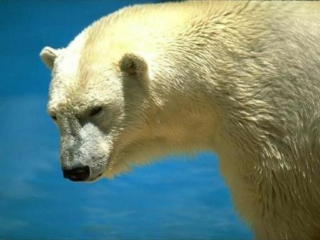 tres bel ours blanc !!